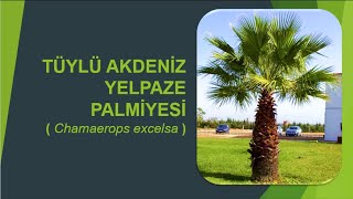 Tüylü Akdeniz Yelpaze Palmiyesi [upl. by Byram]