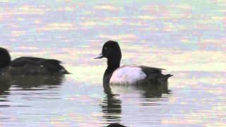 Lesser Scaup [upl. by Orth]