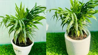 Palm plant care in fertilizerparlor palm care tipsAreca palm care [upl. by Bard333]