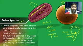 Pollen Aperture Pollen Polarity [upl. by Latsirc585]