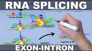 RNA Splicing Mechanism [upl. by Yrrat876]