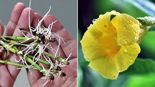 EASIEST Way to GROW Allamanda from Cuttings [upl. by Fallon]