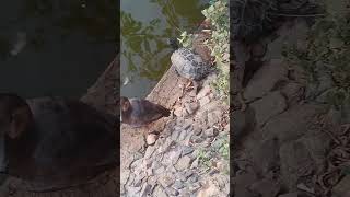 Common Pochard and North Carolina Tortoise [upl. by Meehyr]