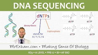 DNA sequencing  Post 16 Biology A Level PreU IB AP Bio [upl. by Leanatan]