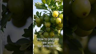 How to prepare raw amla for amla achar😊👍 [upl. by Notsuj198]