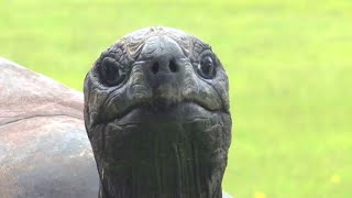 Uralte Riesenschildkröte ist der Star auf St Helena [upl. by Neelrak]