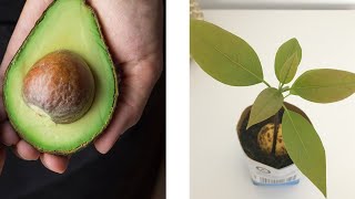 AVOCADO BAUM SELBER ZIEHEN  VOM KERN BIS ZUR PFLANZE IN WENIGEN TAGEN BESTE METHODE AVOCADOBAUM [upl. by Eiramanin]