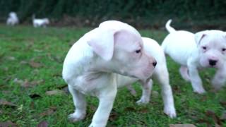 Dogo Argentino Puppies [upl. by Asiela85]