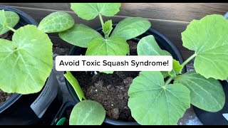 Avoid Toxic Squash Syndrome  Cucurbitacin Poisoning [upl. by Jayne]