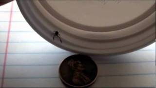 Look what I found in the houseA Pseudoscorpion [upl. by Esra24]