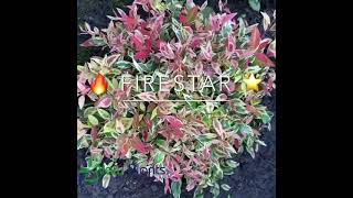 Leucothoe Firestar [upl. by Thibault]