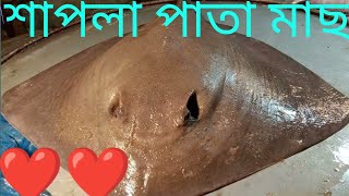 Shapla pata fish is Very beautiful to look at and very easy to eat [upl. by Nisotawulo763]