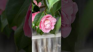 Camellias up close  beautiful flowers flowers [upl. by Nodnyl]