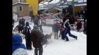 Alaska  Watching Sled Dog Racing in AK  Corrida de trenos de cachorros [upl. by Olin]