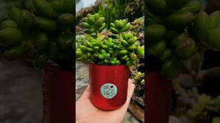 Plants Pot from Red Bottle plants planterdecor indoorgarden planterpots [upl. by Newberry]