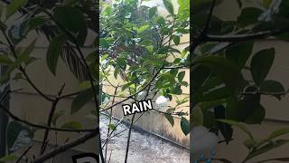 RELAX AND ENJOY THREE RAIN 🌧️ ‼️‼️ youtube shorts nature rain rain relaxing short youtube [upl. by Eillam38]