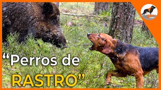 Perros de rastro 🐾 sabuesos en busca del jabalí 🐗sabuesoespañolperrosderastro [upl. by Roxy838]