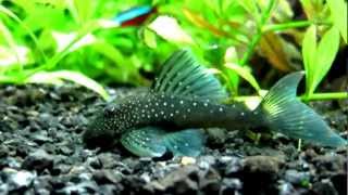 BLUE PHANTOM PLECO  L128 [upl. by Grunenwald282]