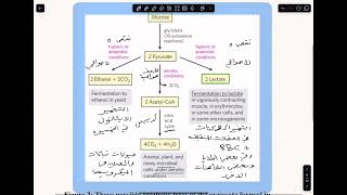 Metabolism of carbohydrates part three [upl. by Radnaxela]