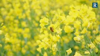 DroplegDüsensystem zur bienenschonenden Ausbringung von Pflanzenschutzmitteln [upl. by Araik]