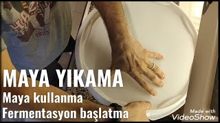 Maya yıkama nasıl yapılır Maya kazanımı nasıl yapılır Fermantasyon başlatma [upl. by Milzie780]