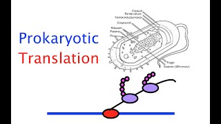 Prokaryotic Translation 49 [upl. by Animrelliug]