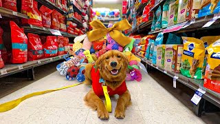 My Dog Buys Christmas Gifts for Shelter Dogs [upl. by Doownil223]