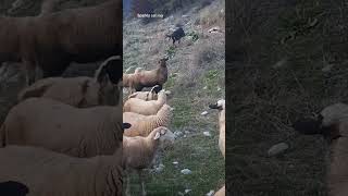 The wild goat scared my sheep [upl. by Wallace]