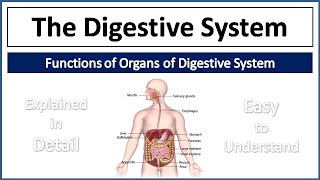 Digestive system of Pila globosa  In Hindi  B Sc Ist year  Zoology [upl. by Fulbert]