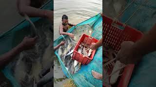 Pangasius fish of the harvest 🐟🐟 [upl. by Snow]