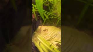 Shrimpy trying to molt fish shrimp fishtank shrimptank aquarium newchannel [upl. by Irik305]