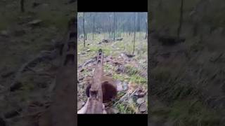 I FOUND A SOVIET PPSH  WWII METAL DETECTING [upl. by Albemarle691]