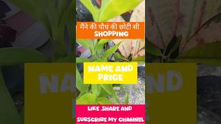 मैरी छोटी सी plants shopping with name and price Song of India betel plant my plants my garden [upl. by Anayhd]