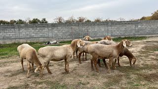 Ушул койлорду колдон чыгарбай алыңыздар 👍🏻👋 соонун койлор сатылат [upl. by Ydnim804]