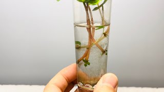 Propagation Update 1  Peperomia Caperata [upl. by Yentroc]