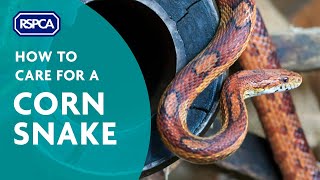 How to care for a corn snake [upl. by Ynaoj187]