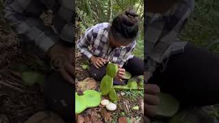 The process of picking large green beans [upl. by Lambert]