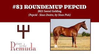 RTTR 2024  Hip 83 Roundemup Pepcid [upl. by Kyre106]