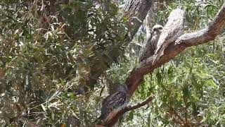 Tawny Frogmouth family Hervey Bay Qld [upl. by Bathesda]