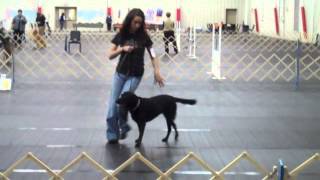 Rally Obedience Novice A [upl. by Ariec]