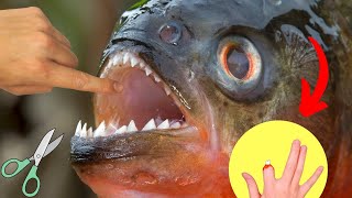 Piranha Fish Cutting Like Scissors  Piranha Fish Scissors like Teeth [upl. by Haerr]