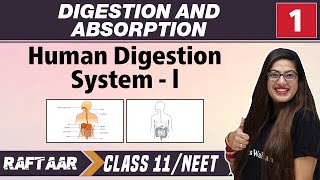 Digestive System MCQ  Digestion and Absorption [upl. by Leunamne]