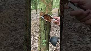 Unsatisfying🤣 rubberfarming satisfying rubberwood rubber rubberising bushcraft woodprocessing [upl. by Nahtam]