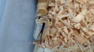 Hognose Breeding Plan for 2025 [upl. by Fernandes]