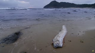 Giant Sea Serpent the Enigma of the DeepSea Creature  4K Wildlife Documentary [upl. by Pascal]