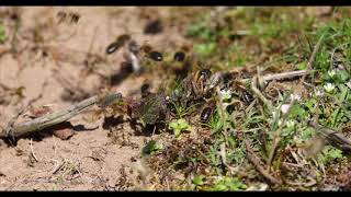 Early Colletes Bees [upl. by Erdnoed829]