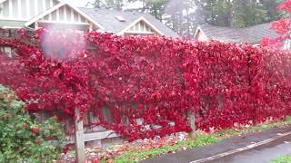 Vine that produces Brilliant Red Fall Colour [upl. by Zelazny]