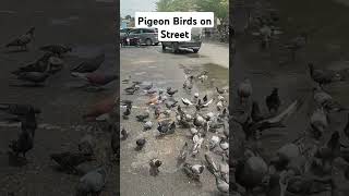 birds pigeon pigeons flying wings fly bird sound movie bollywood india hindi tamil [upl. by Atimad]