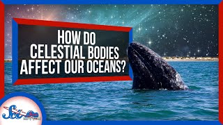 How Celestial Bodies Affect Life in the Ocean [upl. by Cuttler]