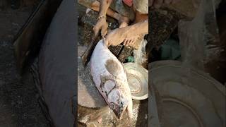 Outstanding Big Spotted Grouper Fish Cutting Live  shorts fish fishing food [upl. by Freddi]